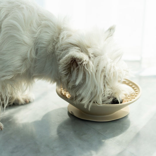 Cat licking treats off silicone mat for anxiety relief